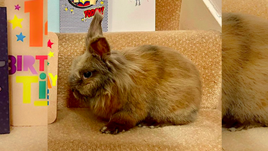split image rabbit close up and sitting on stairs