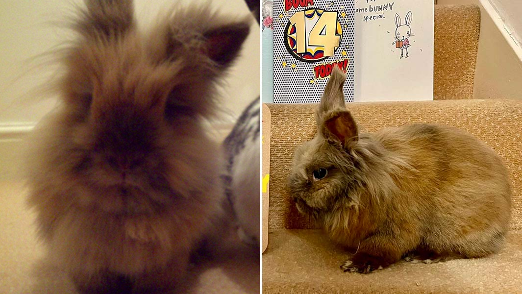 split image rabbit close up and sitting on stairs