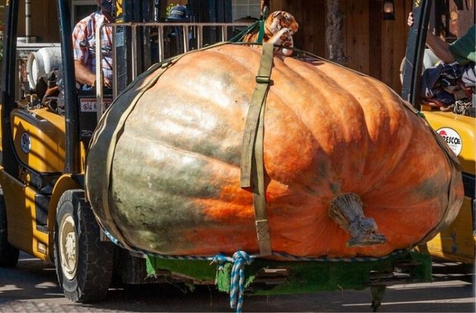 largest pumpkin