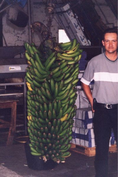 bunch of bananas