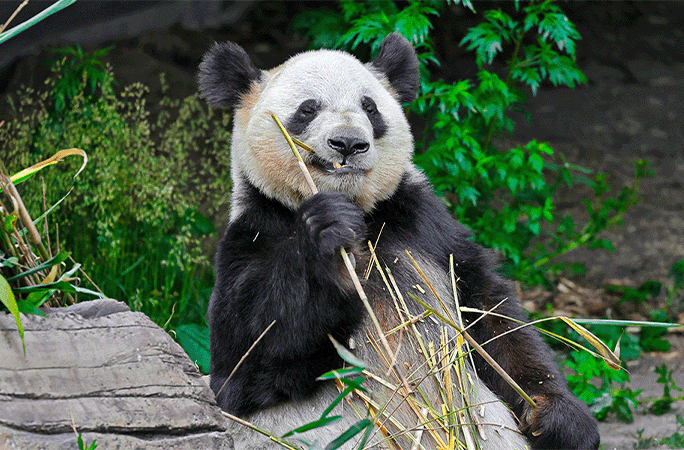 panda eating bamboo