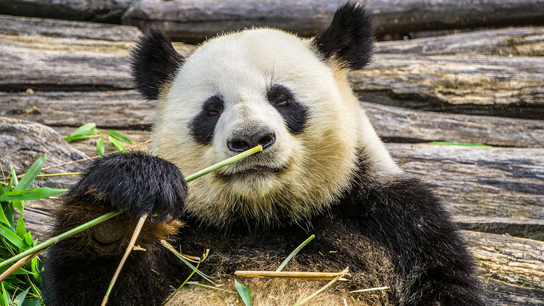 panda eating
