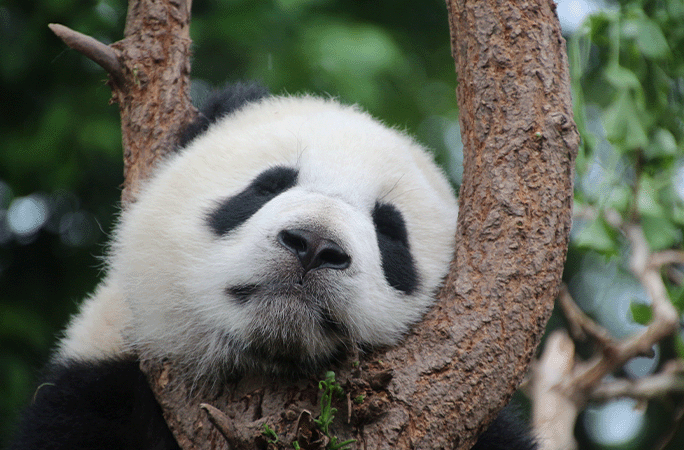panda on tree