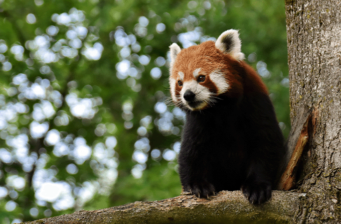 red panda on tree