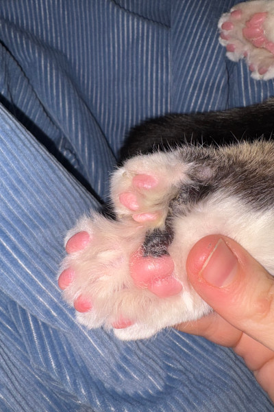 cat toes close up