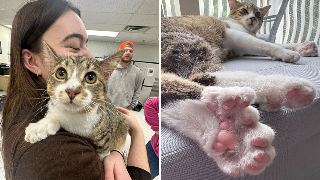 split image cat closeup and toes
