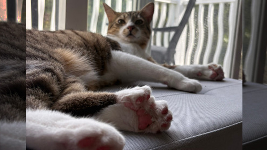 split image cat closeup and toes