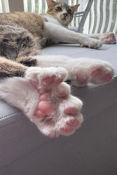 back feet close up