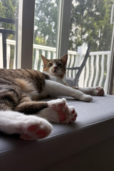 cat lying on sofa