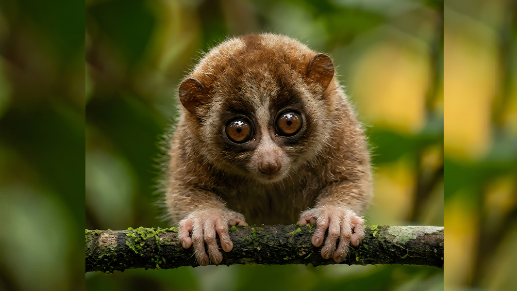 split image loris platypus