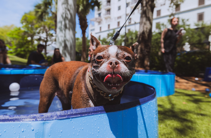 frenchie smiling in swimming pool