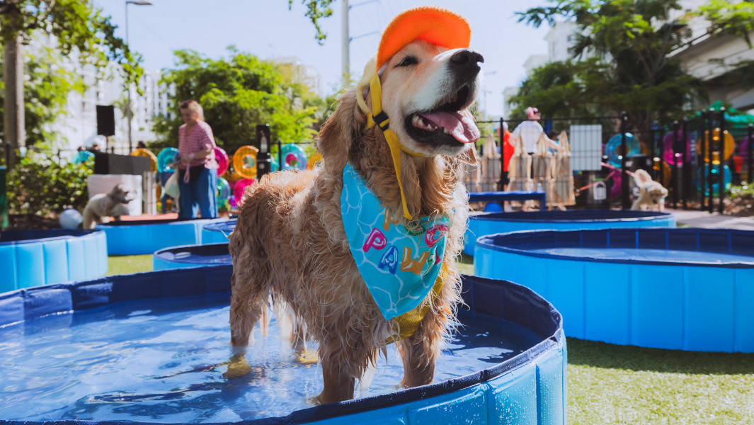 dog in pool