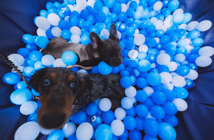 dogs in ball pit