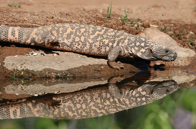 gila monster