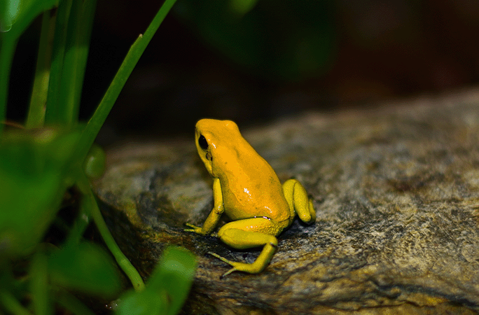 yellow frog