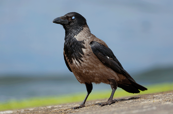 hooded pitohui