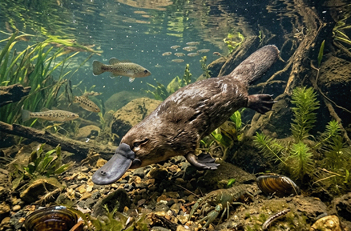 platypus under water