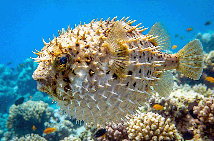 pufferfish close up