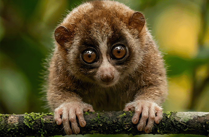 loris close up