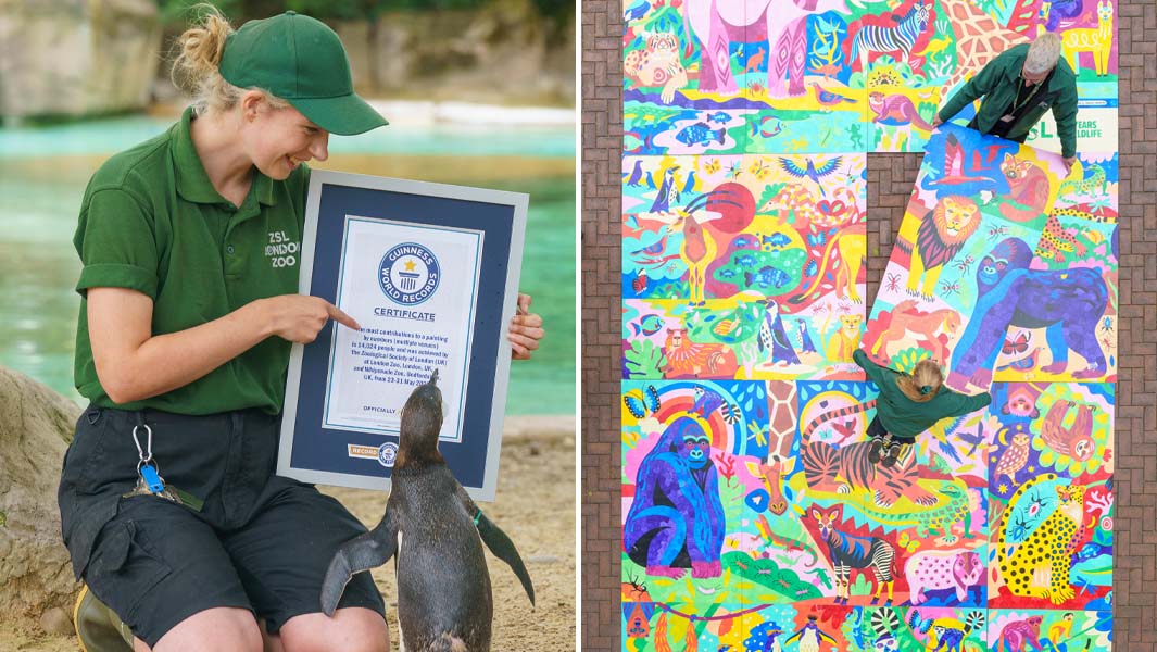 split image certificate with penguin painting from above
