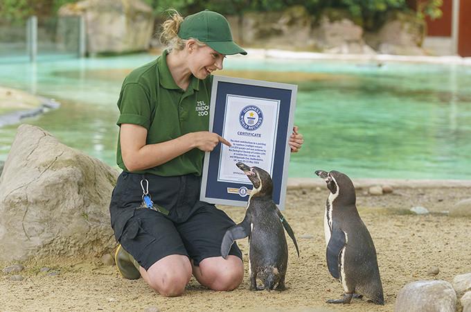 certificate presentation with penguins