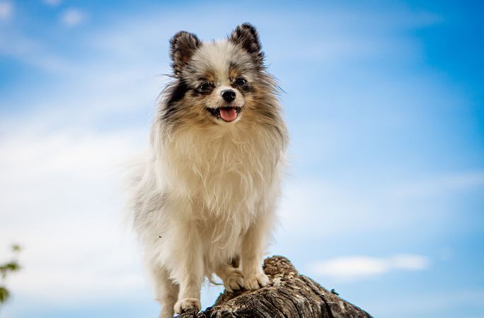 Twinkie posing