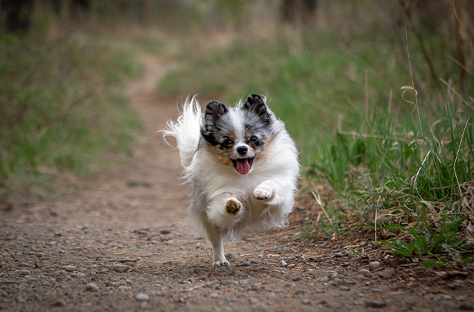 Twinkie running