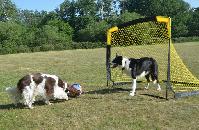 dogs playing football