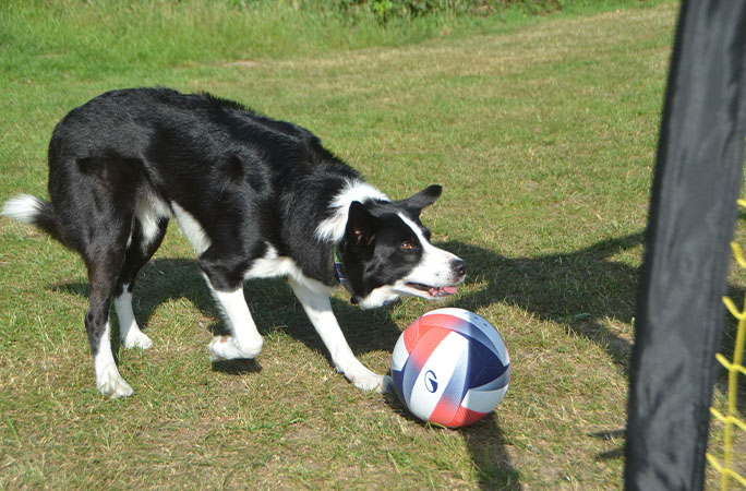 dog with ball