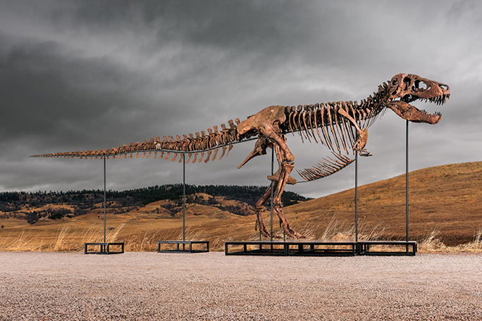 most expensive dinosaur full skeleton