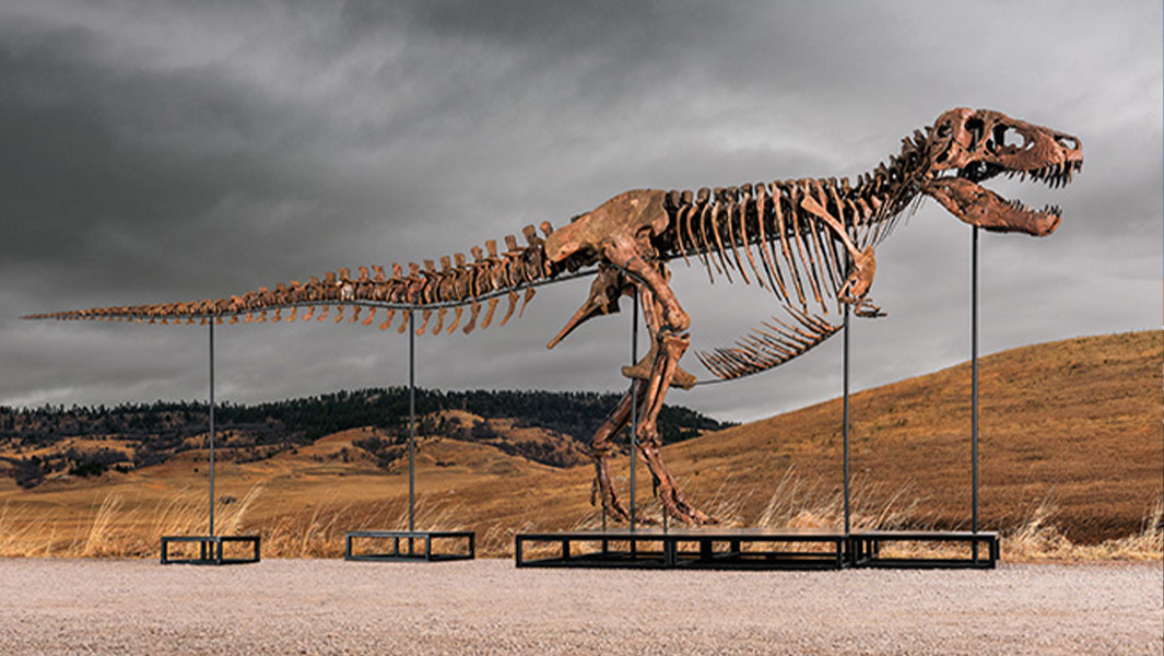 most expensive dinosaur full body and skull
