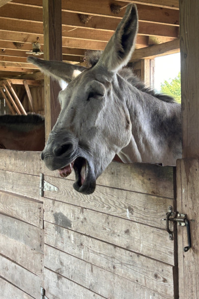 hank in stall