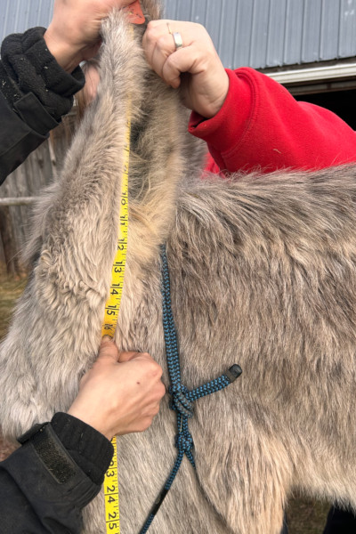 hank ears being measured