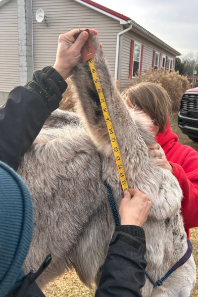 hank measuring ears
