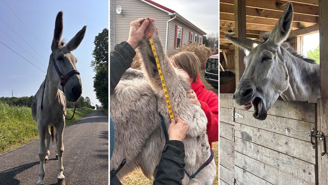 split image donkey ears being measured