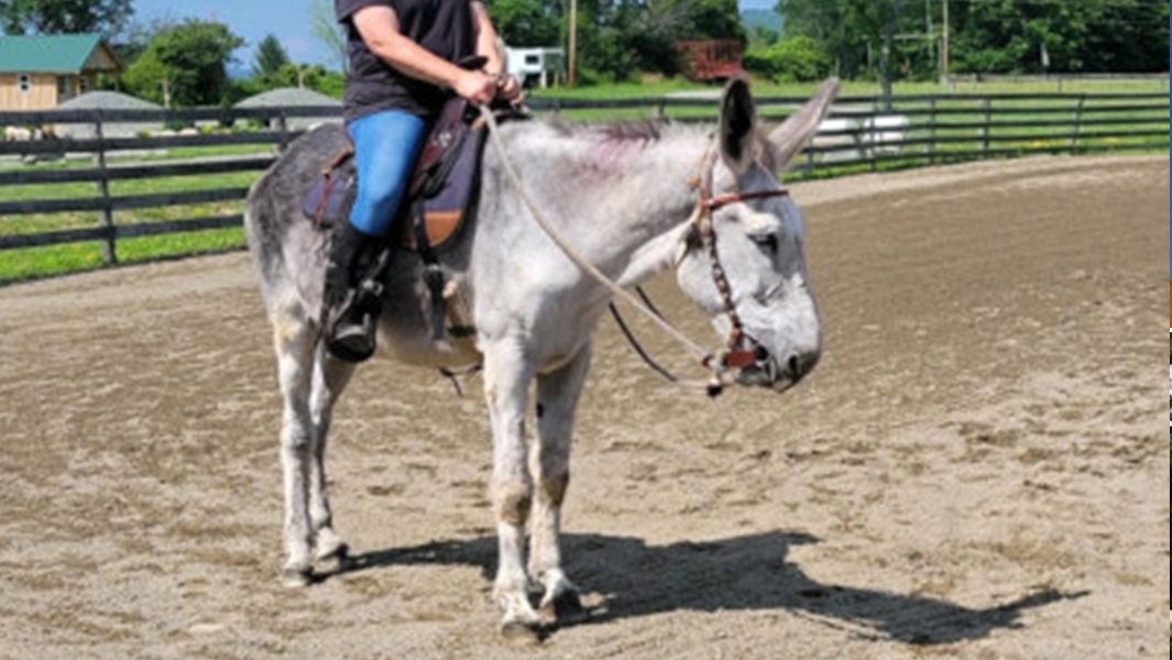 split image donkey ears being measured
