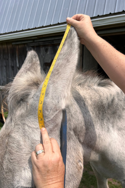 hank ear measured from top
