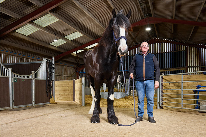 horse in stable