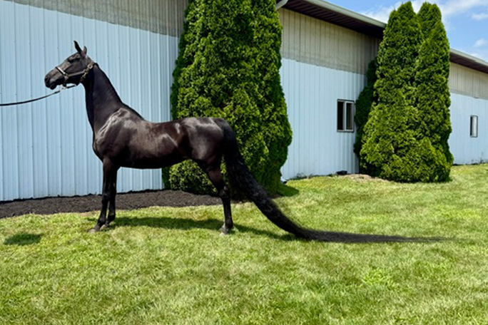 jenny showing longest tail