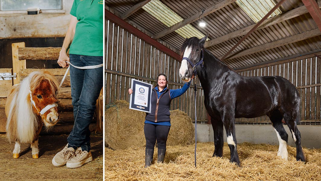split image shortest and tallest horse