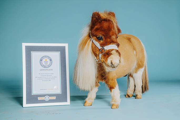 pumuckel with certificate