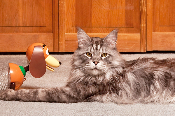 cat next to cartoon dog