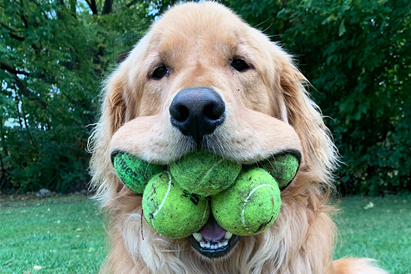 dog holding multiple tennis balls in mouth