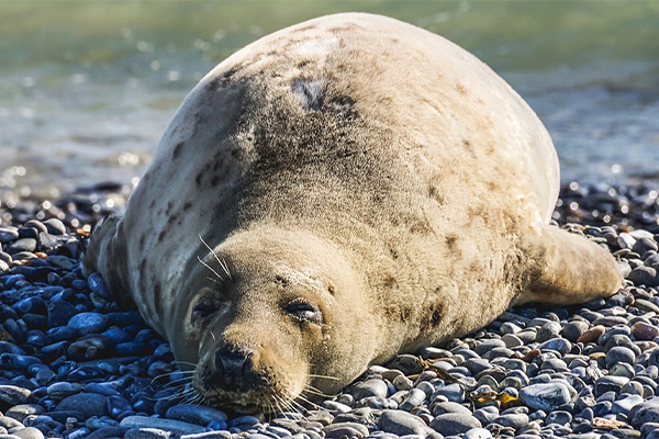 Marine Animals