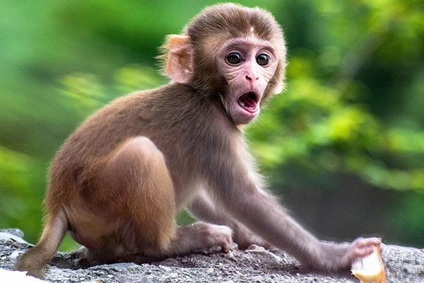 A monkey with mouth open