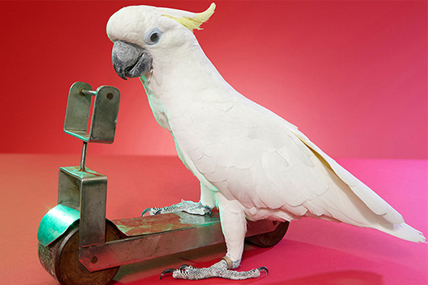 Bird on a scooter