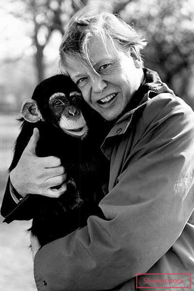attenborough in 1980s with neusi the chimpanzee at london zoo