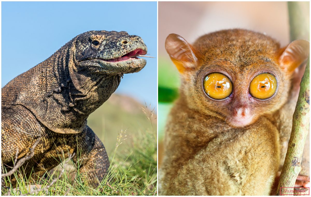 komodo dragon marsupial split image