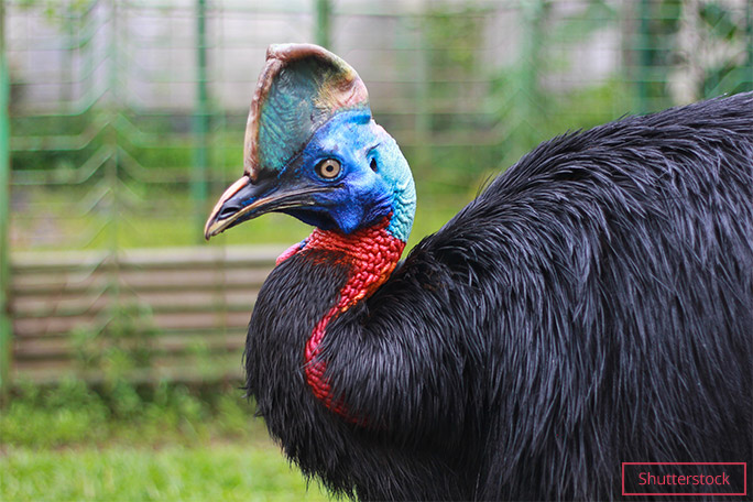 southern cassowary 
