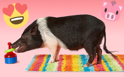 joy the pig on colour carpet
